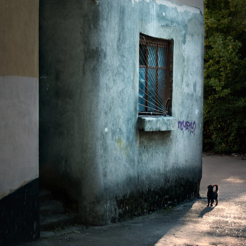 Севастопольский бездомный котёнок задаётся закономерным вопросом: "Почему?"