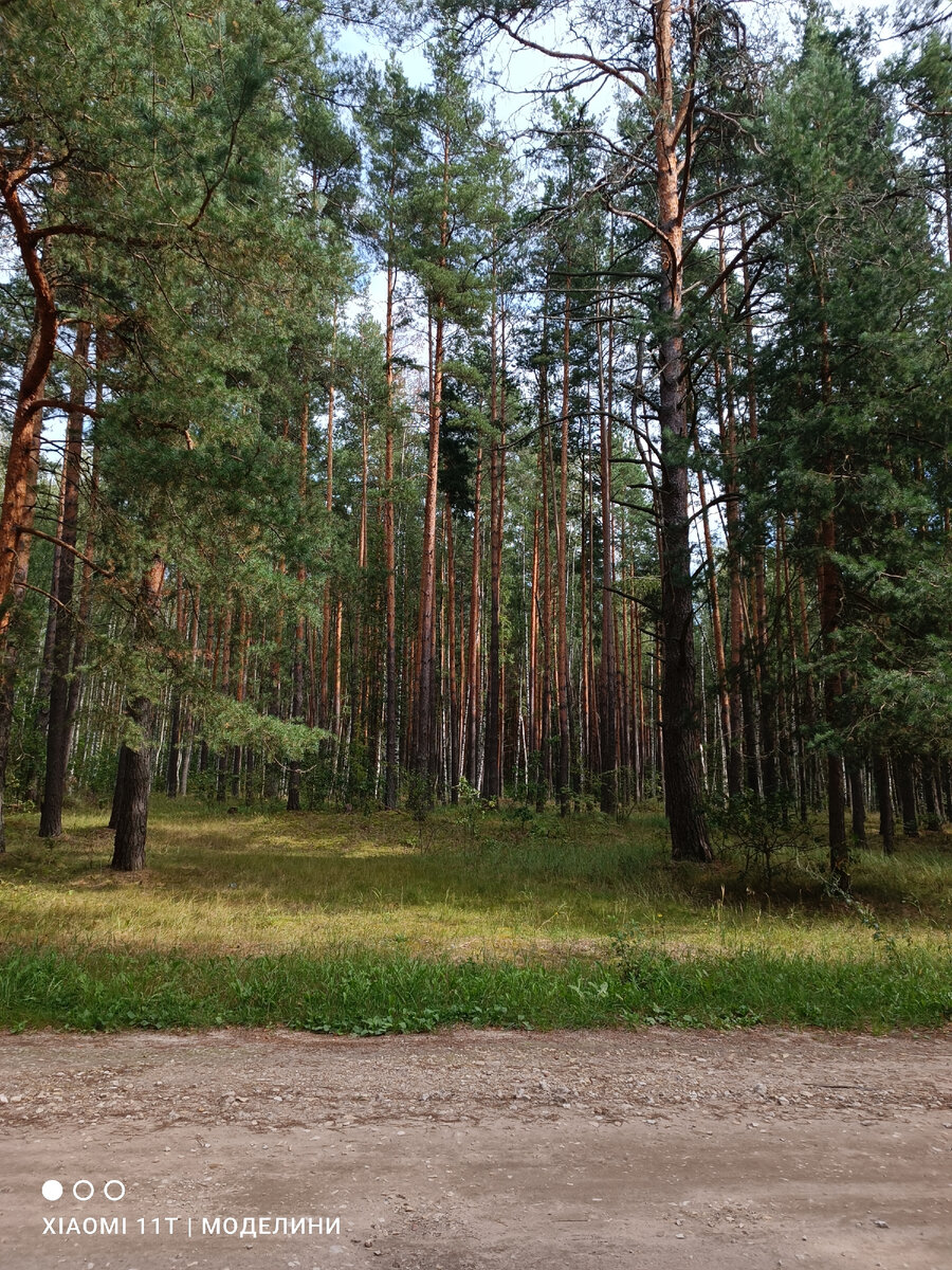 Почти как у Шишкина😍