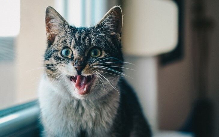 Почему кот орет без причины по ночам и как с этим справиться