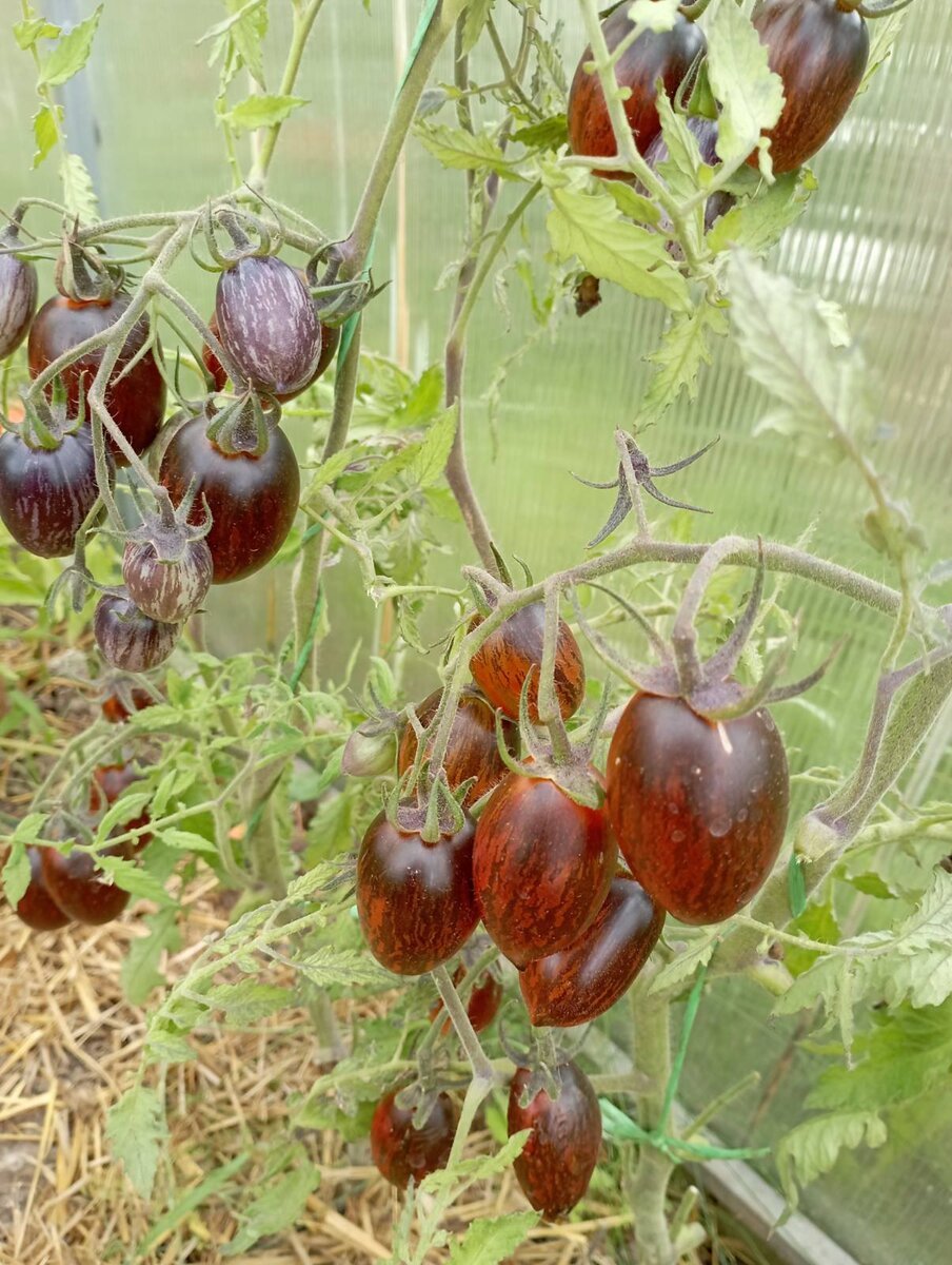 Атомный виноград бреда томат описание отзывы фото