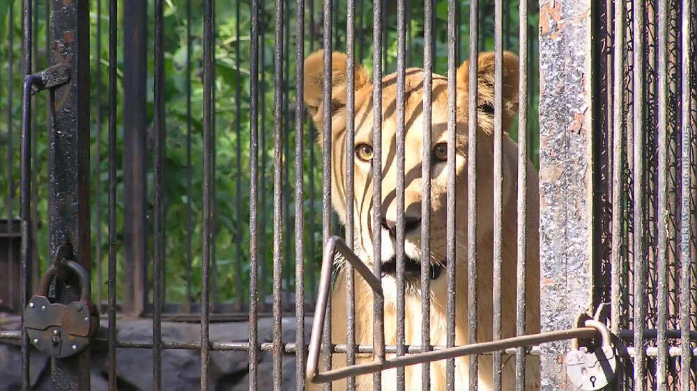 2. Львица в Новосибирском зоопарке... © NickFW.ru — 06.08.2005г.
