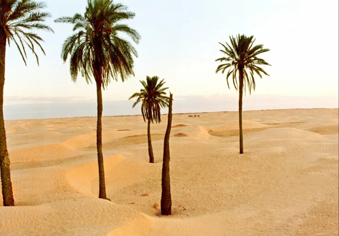 Деревья оазиса. Тунис Оазис в пустыне. Тунис пустыня Сусс. Пустыня сахара в Тунисе. Оазис Тунис сахара.