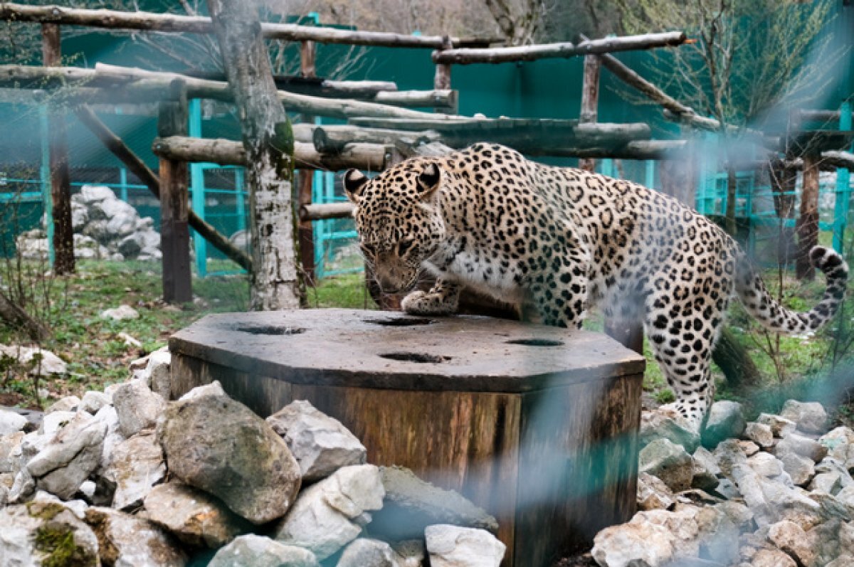    Ошейник леопарда Лео, выпущенного в горы Осетии, не подавал сигнал с мая