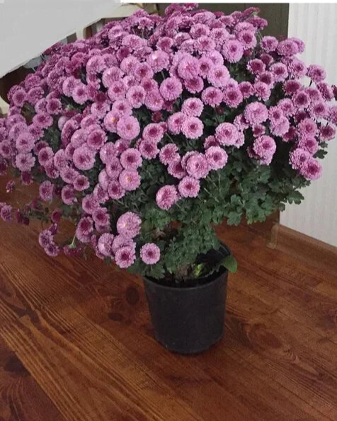 НУ, КАК ТУТ НЕ ОБОМЛЕТЬ?!