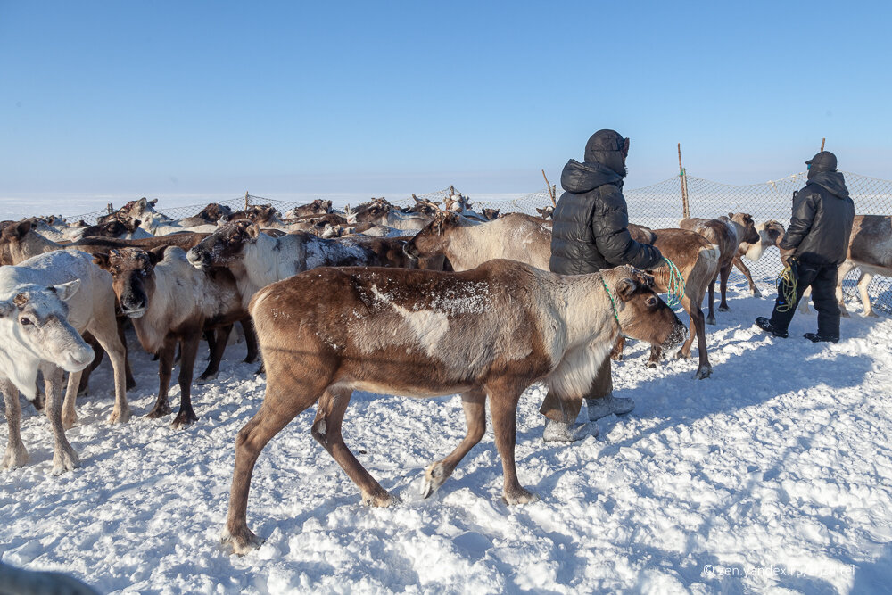 Оленеводство в горах Байкала