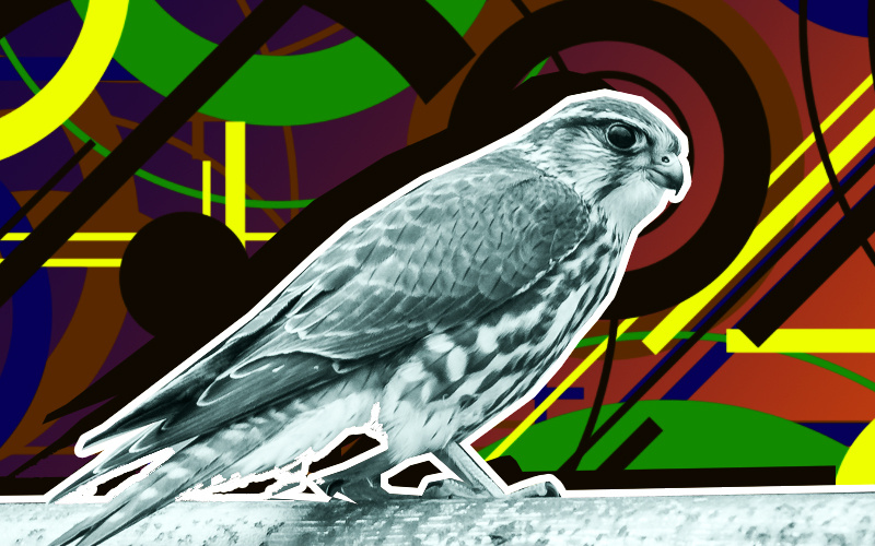 Что означает выражение "Гол как сокол"