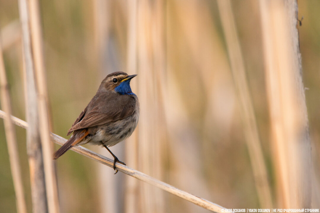 Варакушка (Luscinia svecica)