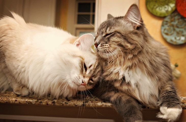 источник https://yandex.ru/images