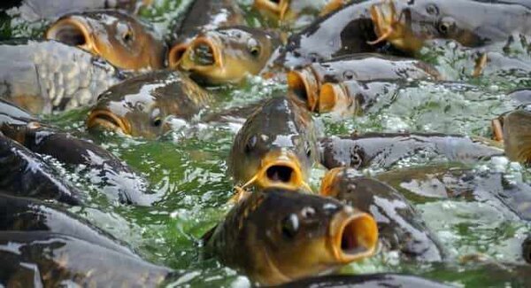 Нерест-2019 будет самым худшим за всё время наблюдений: тысячи тонн рыбы не выживет
