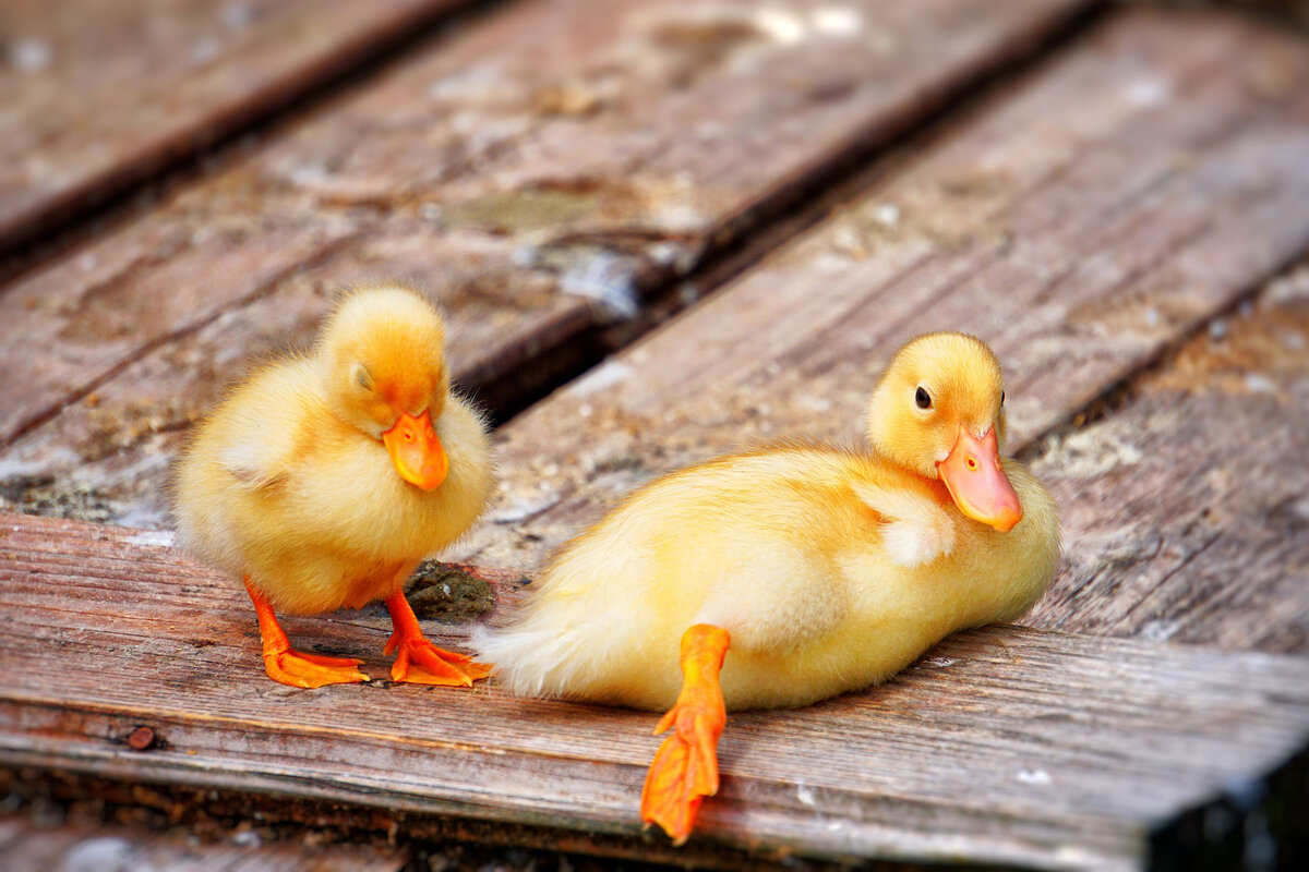 Об утятах и цыплятах