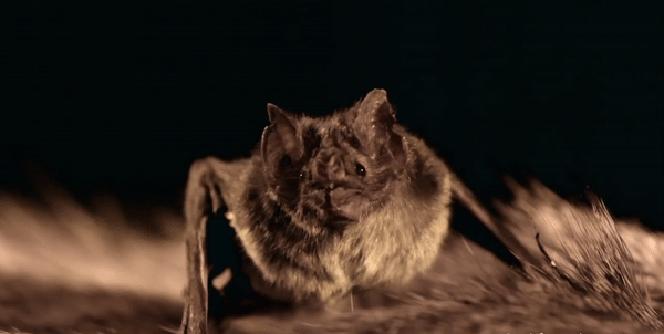 слышу как твоя кровь бежит по венам