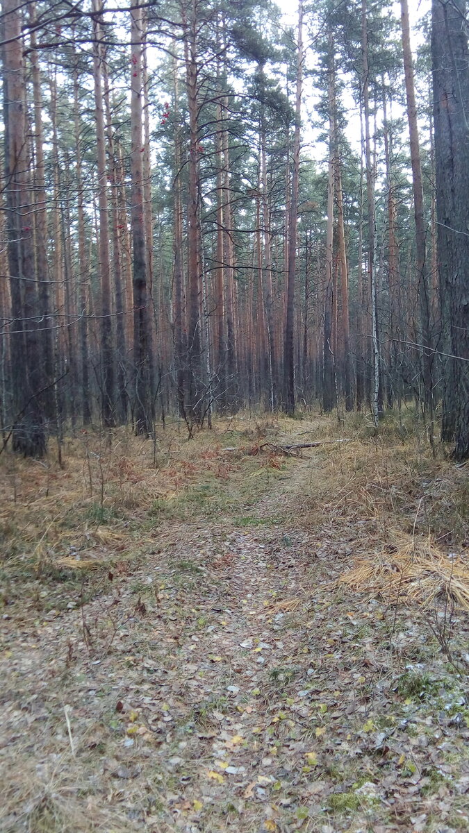 Тропинки в Шарташском лесопарке