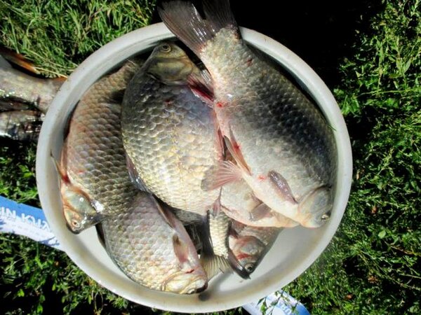 Рыбак с отличным уловом