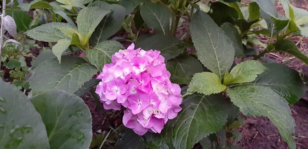 Гортензия крупнолистная