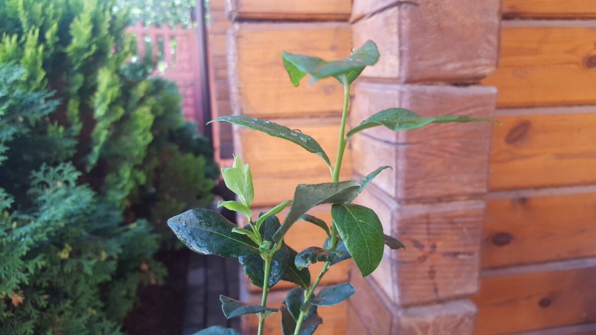 прирост  около 10 см.