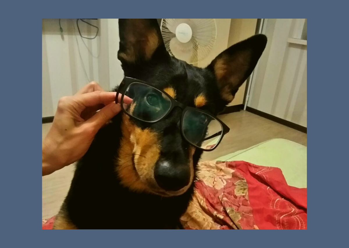 Начитанная собака