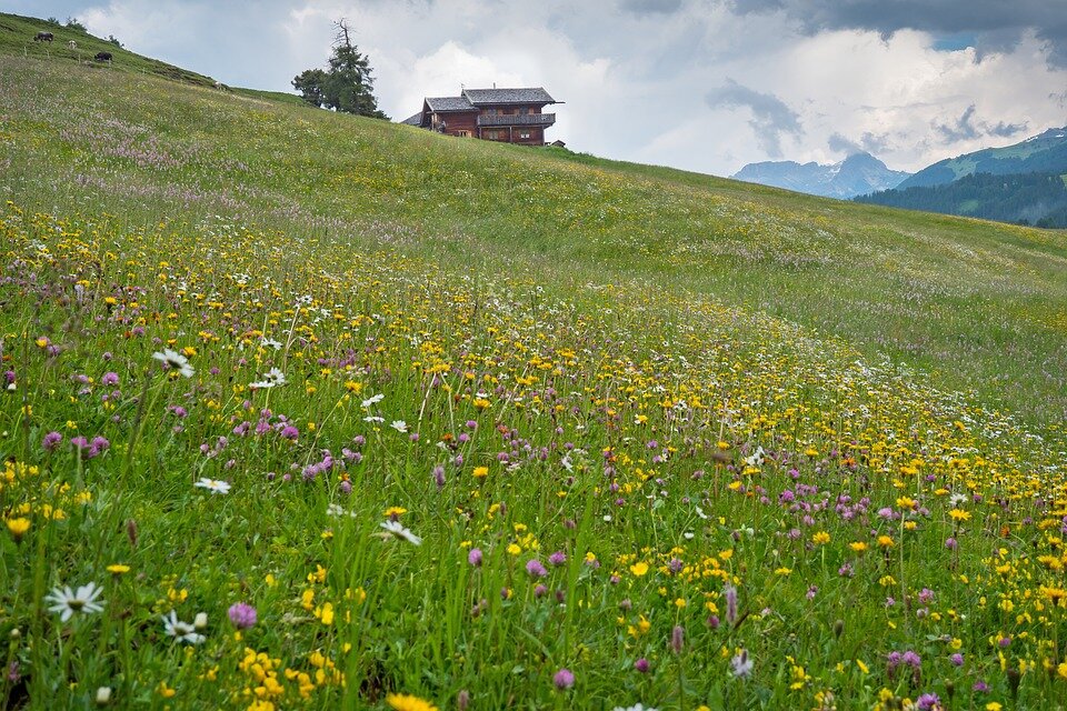 Фото:pixabay.com