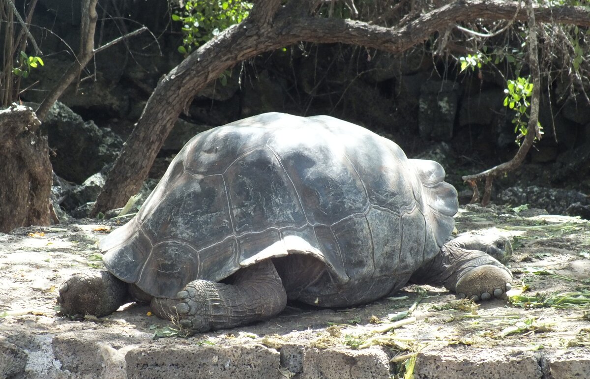 среднеазиатская черепаха. как выращивают черепах. грифовая черепаха панцирь. черепаха водная красноухая. улитка альдабра.