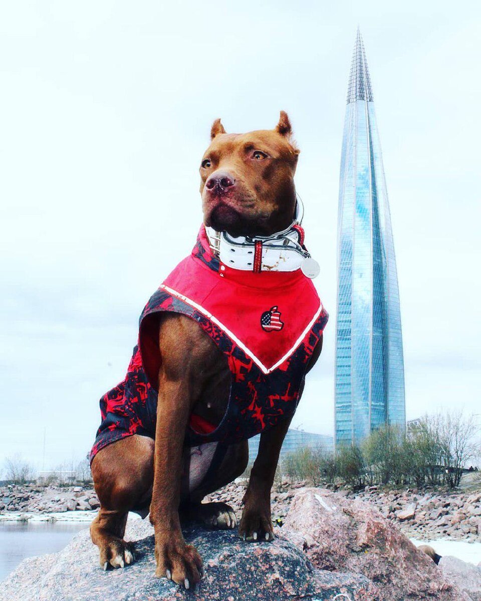 Фото by Nord Winner  https://www.instagram.com/p/BwOwwk8Acxy/