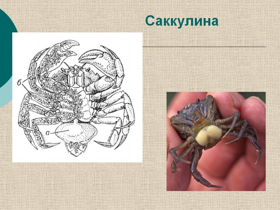 Саккулина. Рачок саккулина паразит. Дегенерация саккулина. Сакулина паразит крабов.