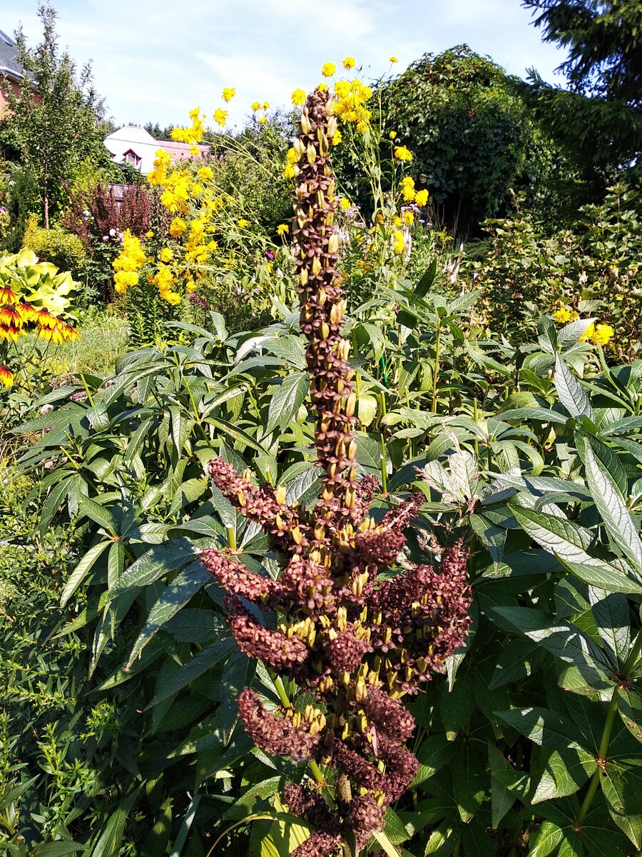 Чемерица чёрная