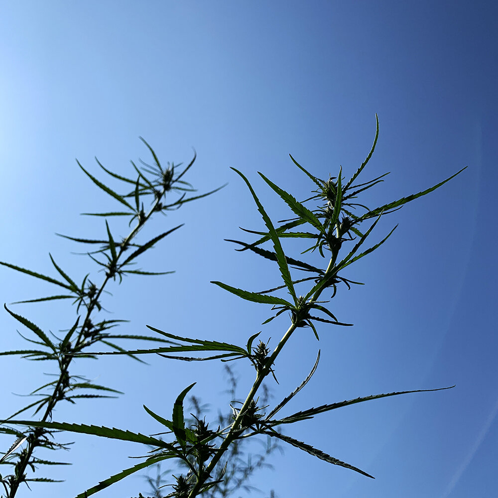 стремится к небу, полезное бы что так росло