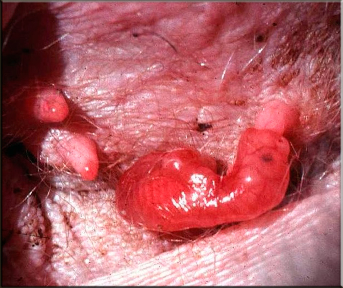 Красненькое и прозрачное - это детеныш