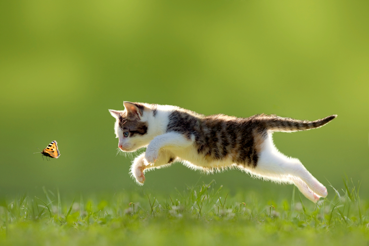 Какова скорость кошки? | Мир домашних животных | Дзен