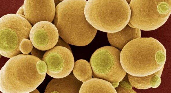 Дрожжи хлебопекарные.