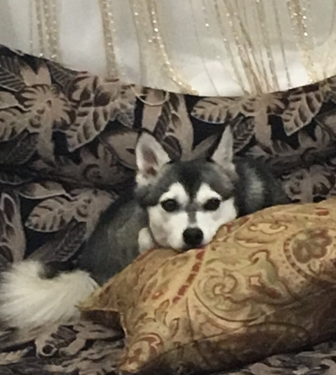 Собака трется мордой о диван после еды