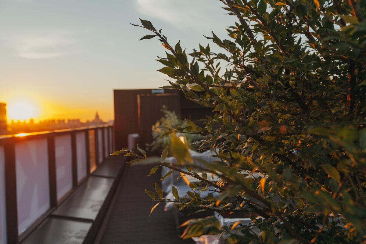 Закат на высотной отметки с красивейшими растениями и гамаками с кострищем и все это ‘Зелёная кровля’