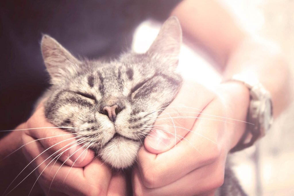 FABRIZIO MISSON/SHUTTERSTOCK