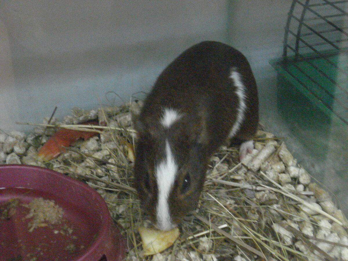 морская свинка