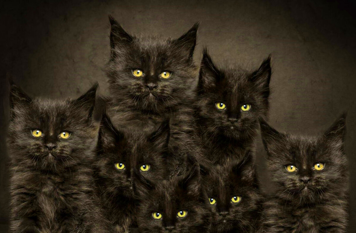Коллаж мой)