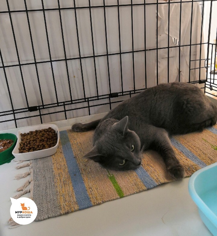 На фоне стресса, либо от безответственного содержания дома, у котика подкосилось здоровье. Мы срочно бросили силы на лечение котика.