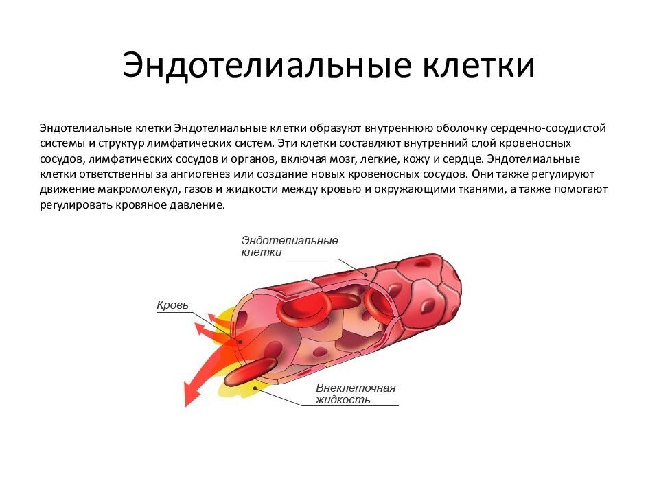 Строение сердечных мышц и кровеносных сосудов