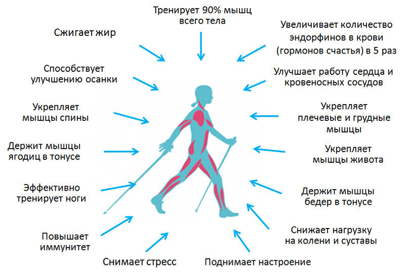 Здоровье сердца и пешие прогулки после 50.