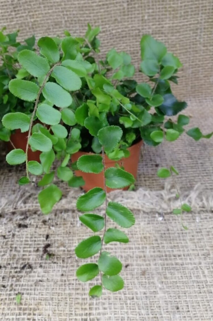 Папоротник, который решила использовать 