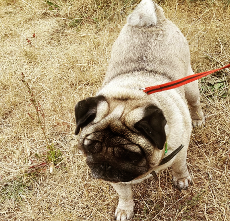 Прогулка даже в почтенном возрасте полезна