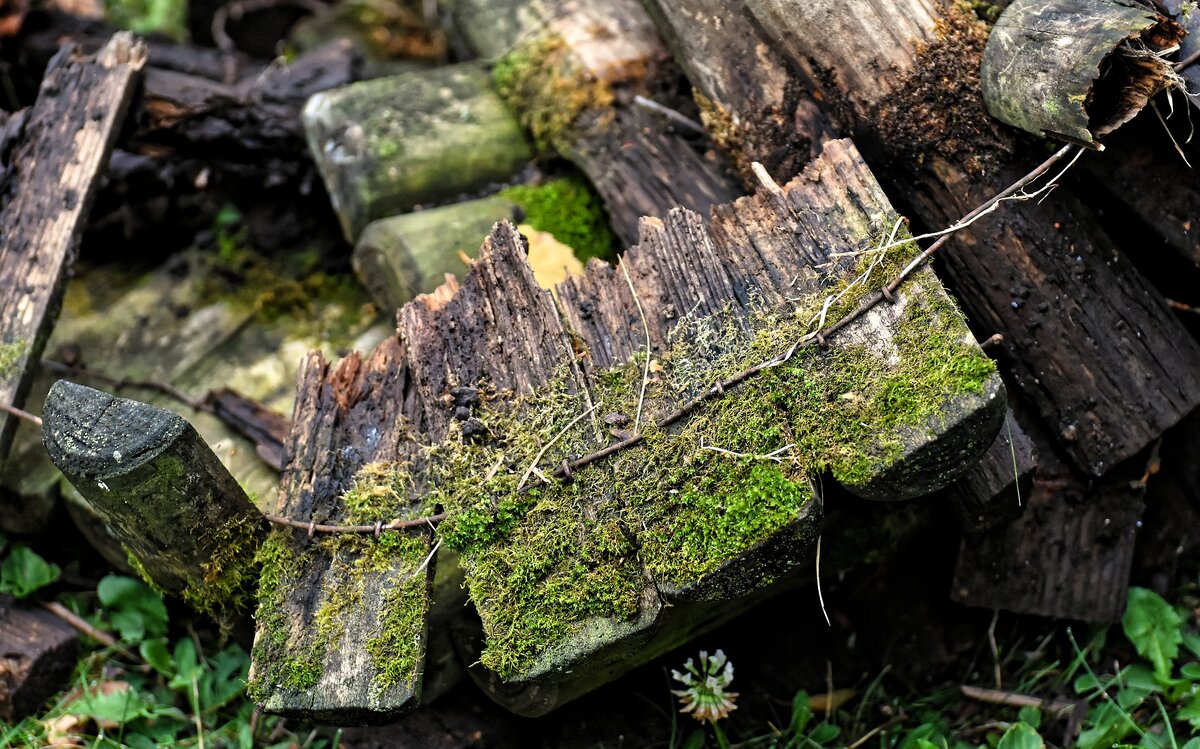 Изображение Alexas_Fotos с сайта Pixabay