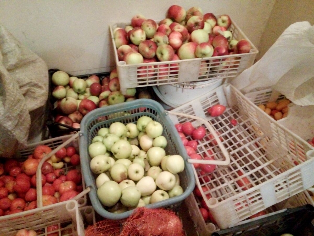 В кладовке с овощами у нас плодовых мушек нет, так как мы перебираем их каждый день и температура там такая же как на улице: +10 градусов днем и +6 градусов ночью