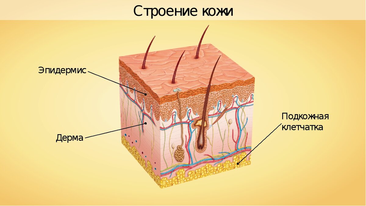 Средства для ухода за кожей, которые способствуют выработке коллагена