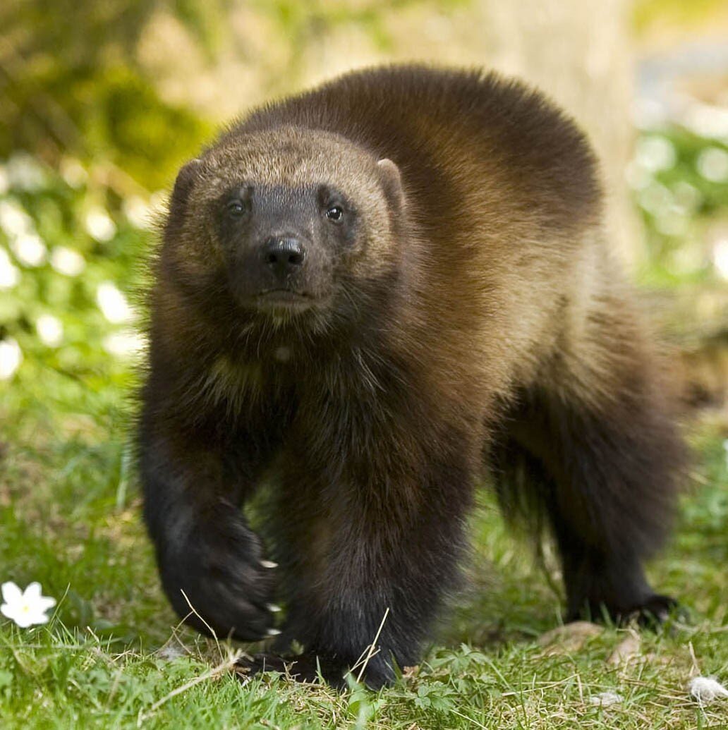 https://nature-animals.ru/rosomakhi/151-zhivotnoe-rosomakha.html