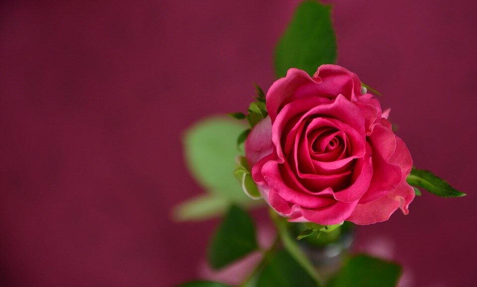 https://cdn.pixabay.com/photo/2015/03/26/18/08/rose-693152_960_720.jpg
