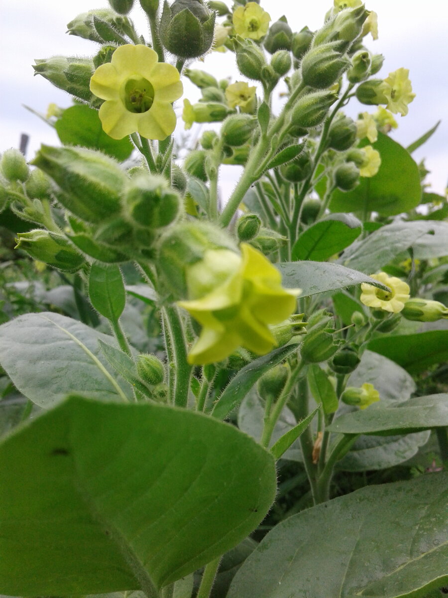 Цветёт табак жёлтый 