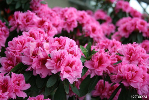 https://stock.adobe.com/images/azalea-rhododendron/2730224