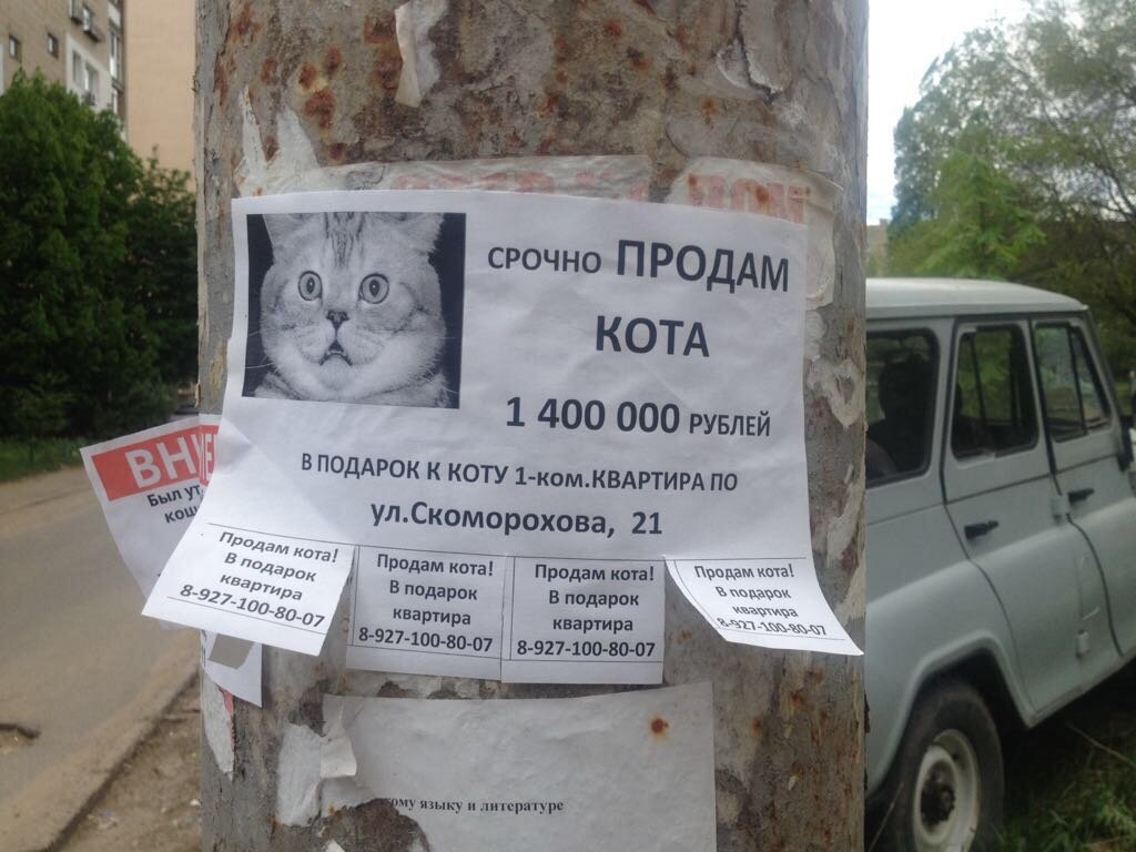 Объявление о продаже кота образец