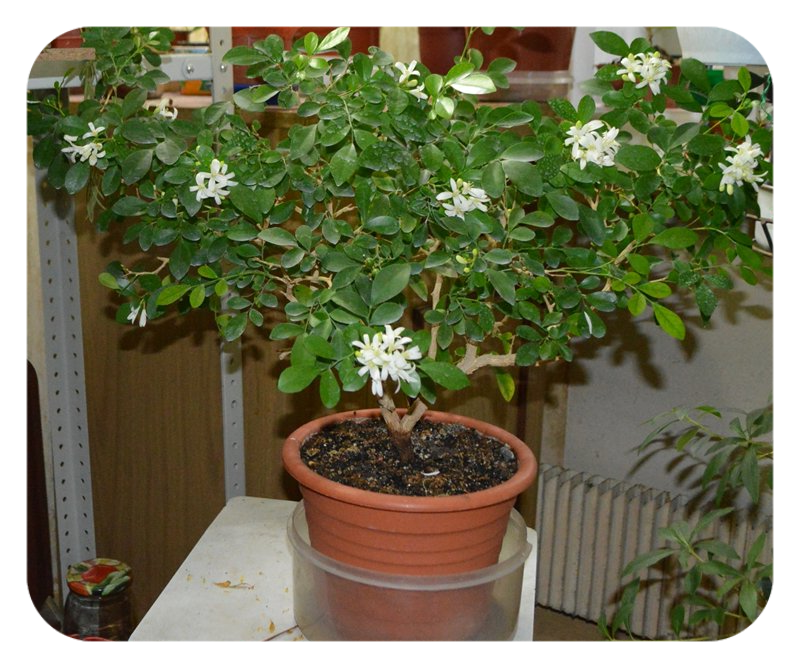 Orange Jasmine-Honey Bush Fragrance Flower Plant for Home Garden Courtyard Grow 