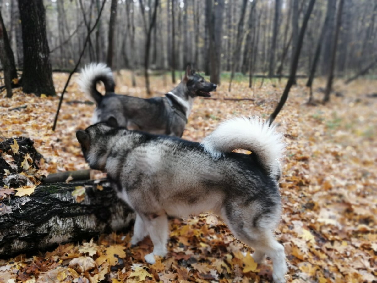 С любимым Айрушей