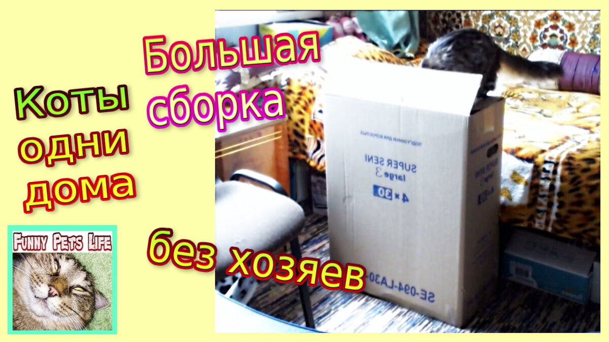 Кто в доме хозяин?)